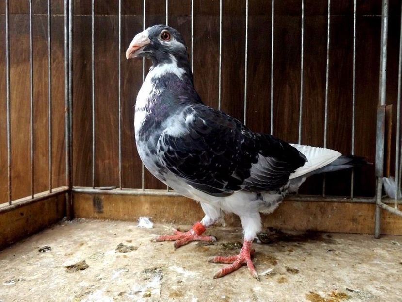  - V--Album ORIENTATIV 1