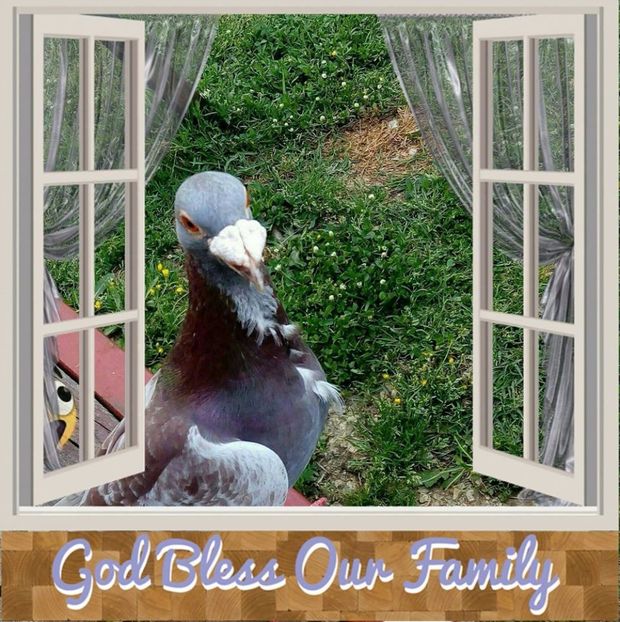  - V--Album ORIENTATIV 1