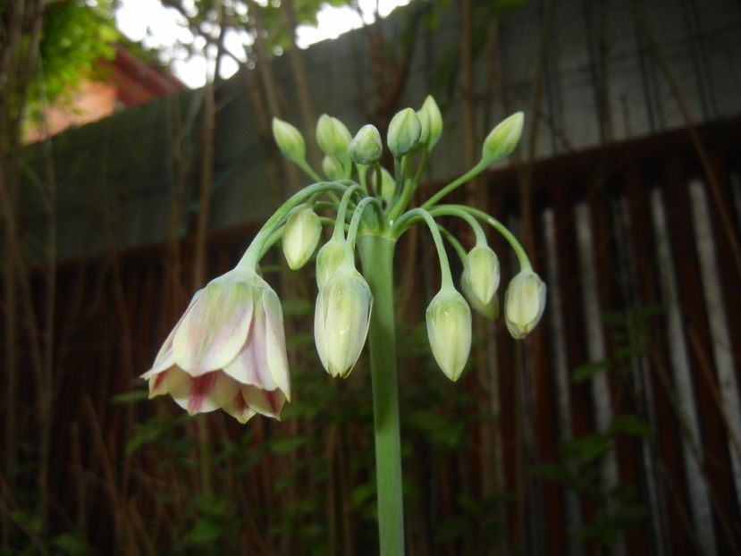 Nectaroscordum siculum (2017, May 13) - Nectaroscordum siculum