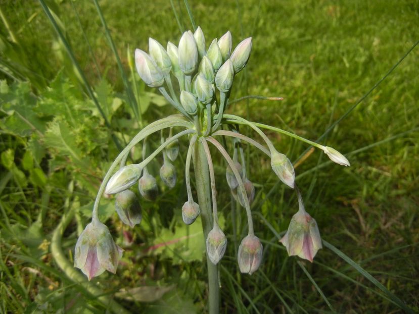 Nectaroscordum siculum (2017, May 13) - Nectaroscordum siculum
