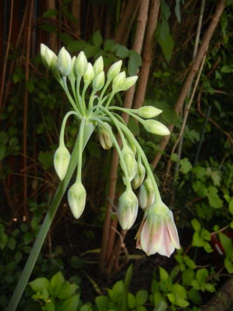 Nectaroscordum siculum (2017, May 13) - Nectaroscordum siculum
