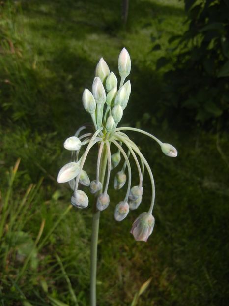 Nectaroscordum siculum (2017, May 14) - Nectaroscordum siculum