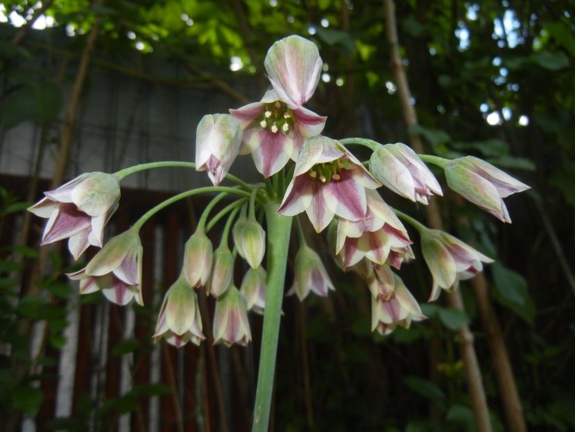 Nectaroscordum siculum (2017, May 21) - Nectaroscordum siculum