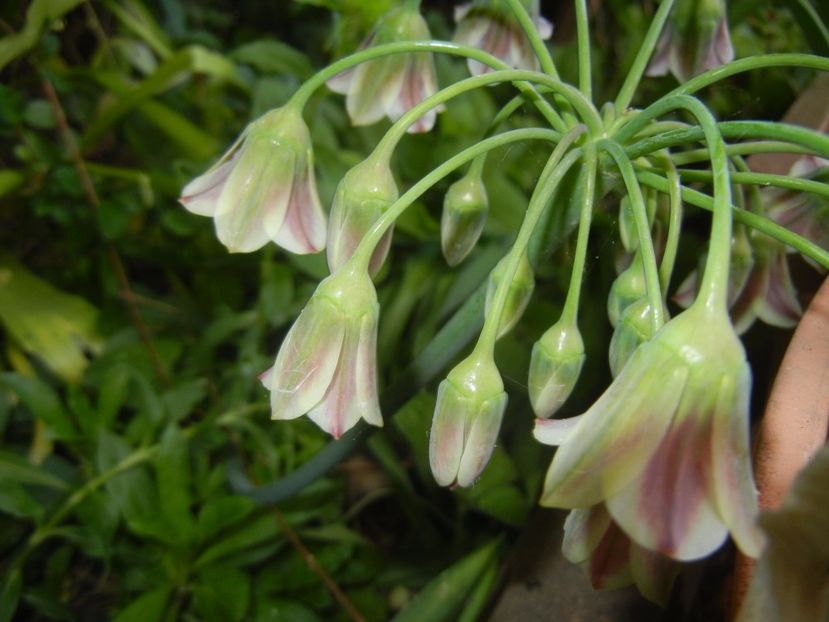 Nectaroscordum siculum (2017, May 21) - Nectaroscordum siculum