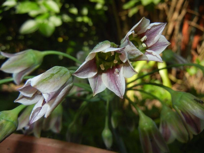 Nectaroscordum siculum (2017, May 24) - Nectaroscordum siculum