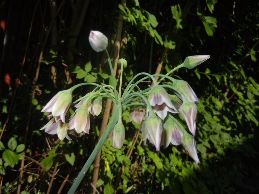 Nectaroscordum siculum (2017, May 24) - Nectaroscordum siculum
