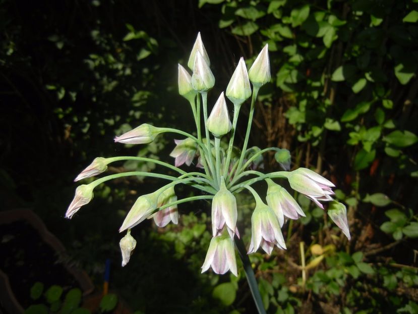 Nectaroscordum siculum (2017, May 29) - Nectaroscordum siculum