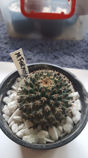  - Mammillaria formosa