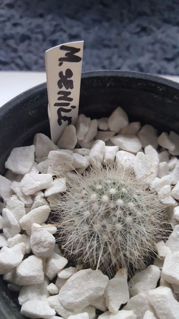  - Mammillaria senile