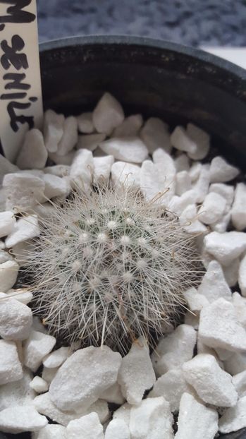  - Mammillaria senile