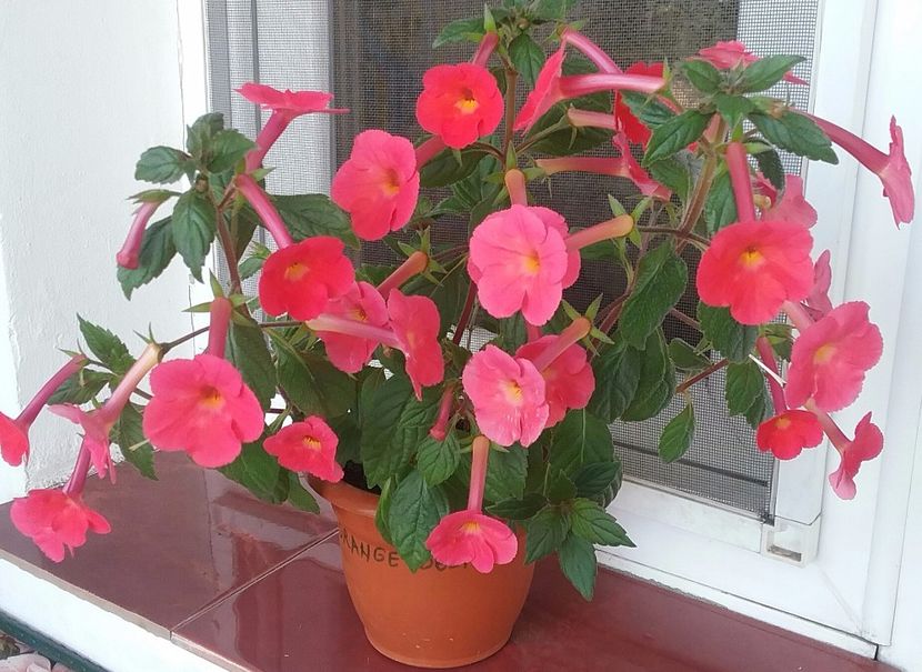 Orange Delight - AA RIZOMI ACHIMENES 2022