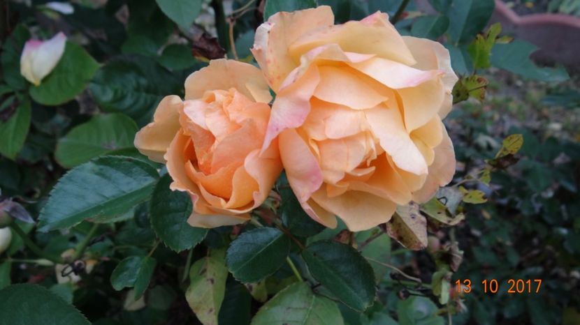 o dulcica :) - Soare si flori --- si gheata