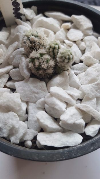  - Mammillaria gracilis cv arizona snow cup