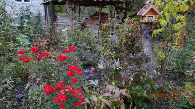  - Soare si flori --- si gheata