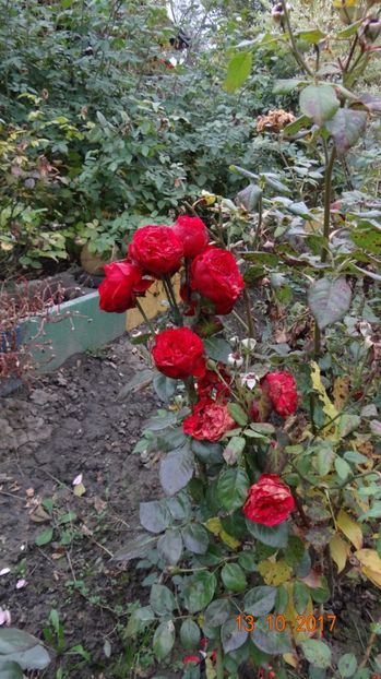 piano - Soare si flori --- si gheata