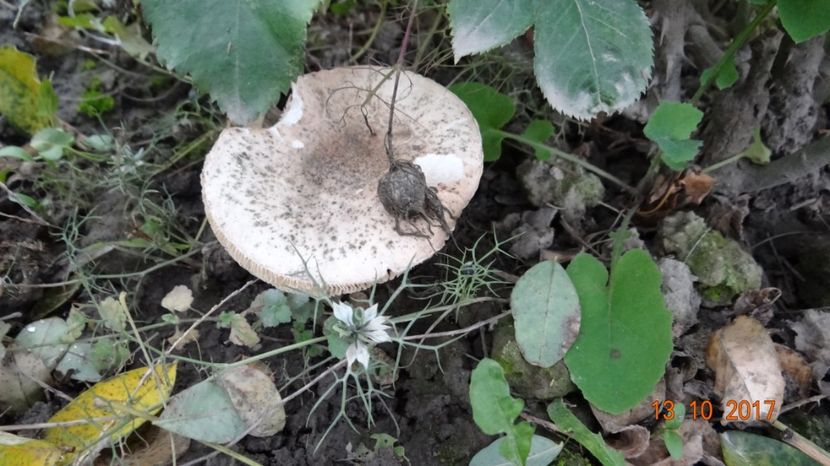  - Soare si flori --- si gheata