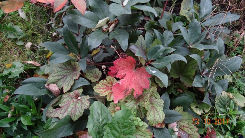  - Soare si flori --- si gheata