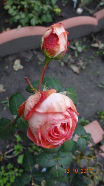  - Soare si flori --- si gheata