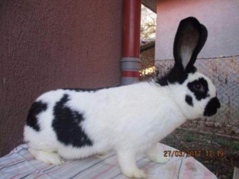 fem. - X ARHIVA IEPURI CE AM AVUT