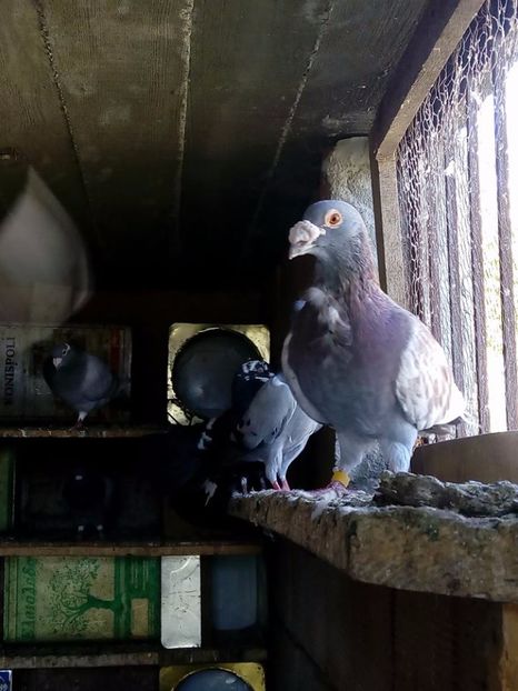  - V--Album ORIENTATIV 1