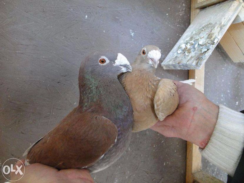 226150593_3_1000x700_staropolskie-ladna-para-ptaki - V--Album ORIENTATIV 1