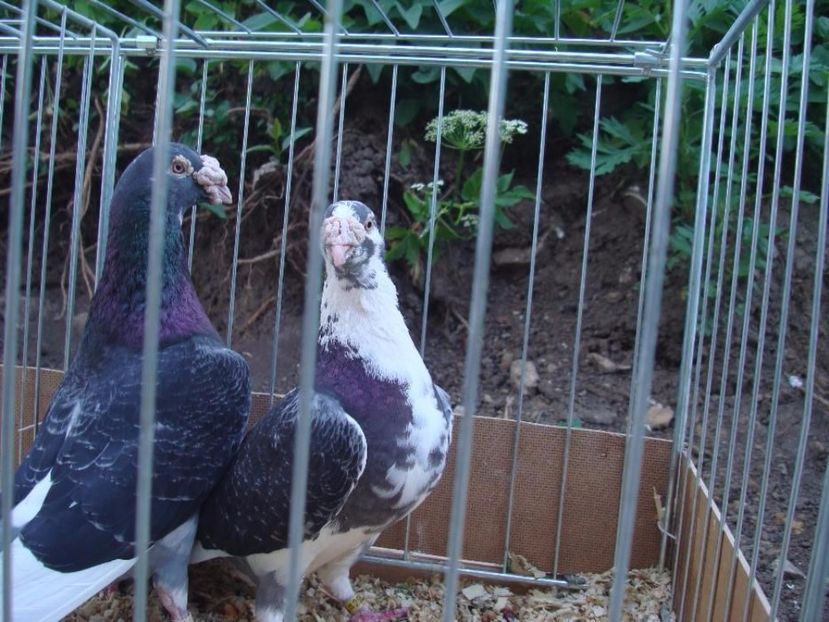 418683933_2_1000x700_golebie-staropolskie-para-2014r-dodaj-zdjecia_rev005 - V--Album ORIENTATIV 1