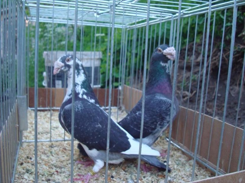 418683933_3_1000x700_golebie-staropolskie-para-2014r-ptaki_rev005 - V--Album ORIENTATIV 1