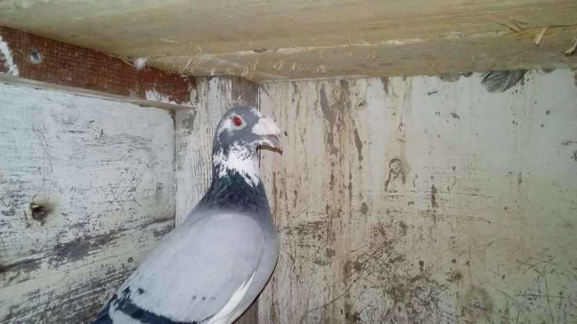 499181074_5_1000x700_golebie-staropolskie-lodzkie_rev003 - V--Album ORIENTATIV 1