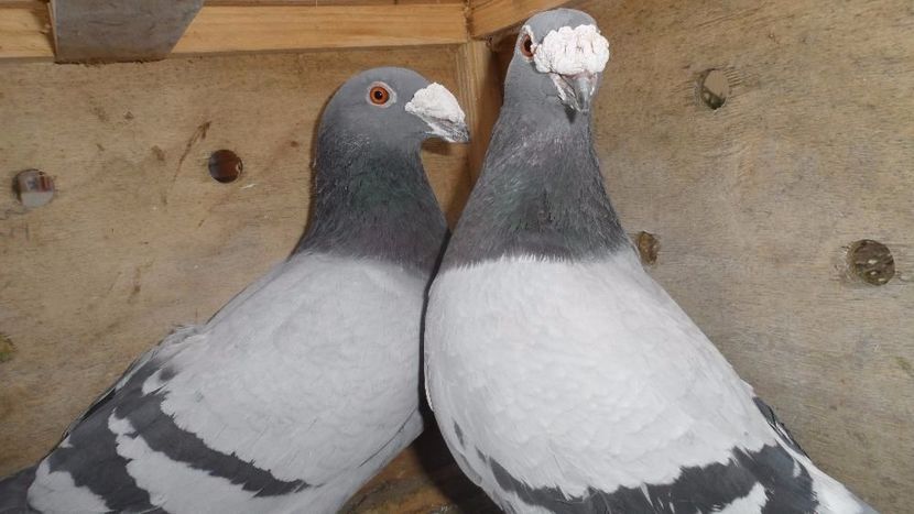 502886156_4_1000x700_golebie-staropolskie-para-zwierzeta - V--Album ORIENTATIV 1