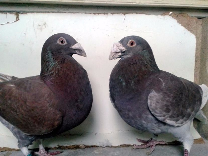 525586962_1_1000x700_golebie-staropolskie-para-myslenice - V--Album ORIENTATIV 1