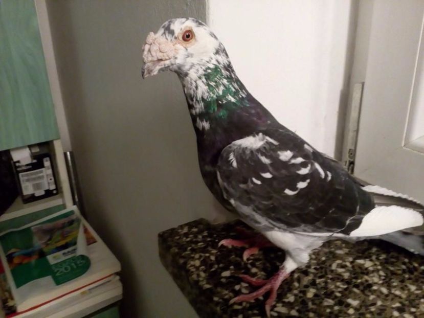 529377200_5_1000x700_golebie-staropolskie-golab-staropolski-malopolskie_rev001 - V--Album ORIENTATIV 1