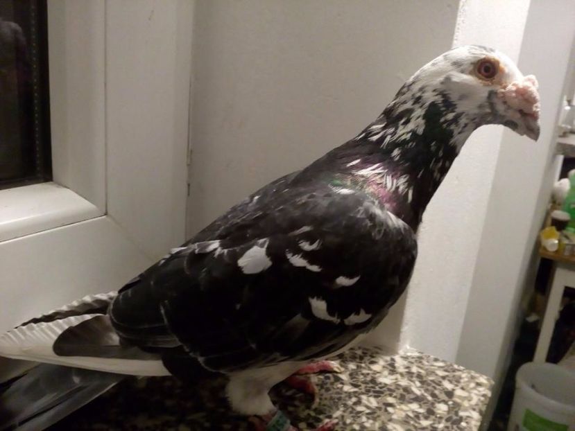 529377200_8_1000x700_golebie-staropolskie-golab-staropolski-_rev001 - V--Album ORIENTATIV 1