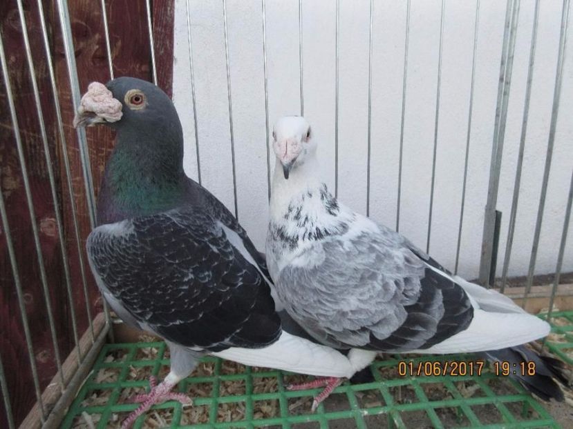 541202260_2_1000x700_golebie-staropolskie-piekne-mlode-2017r-dodaj-zdjecia_rev002 - V--Album ORIENTATIV 1