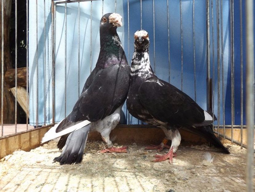 562134520_2_1000x700_golebie-staropolskie-dodaj-zdjecia_rev006 - V--Album ORIENTATIV 1