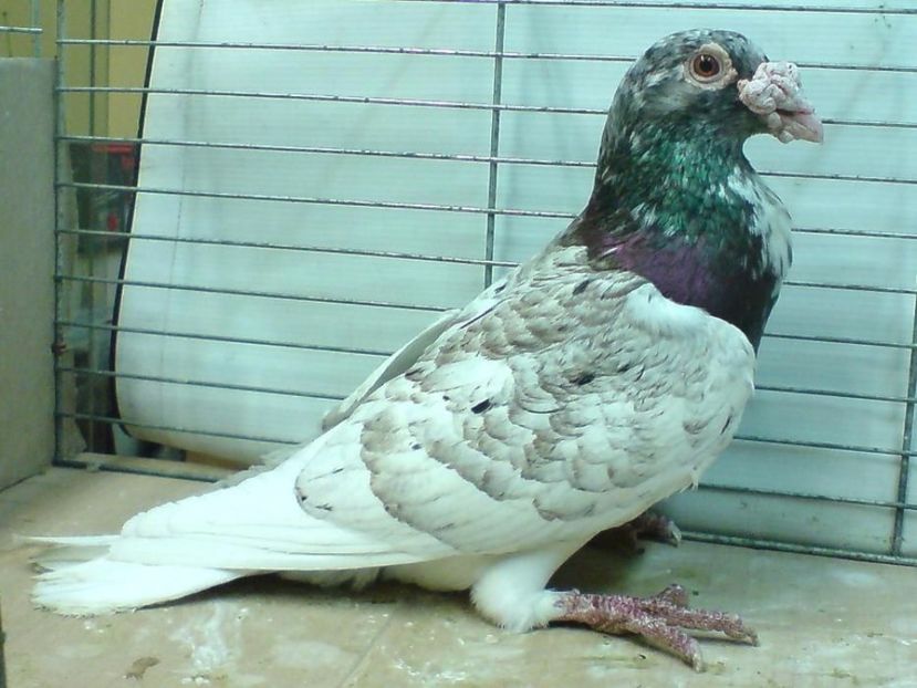 563682024_1_1000x700_golebie-pocztowe-staropolskie-katowice - V--Album ORIENTATIV 1