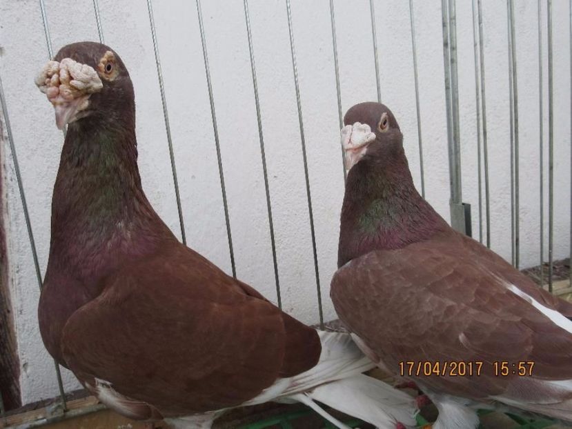 585535124_1_1000x700_golebie-staropolskie-piekne-mlode-2017-krakow - V--Album ORIENTATIV 1