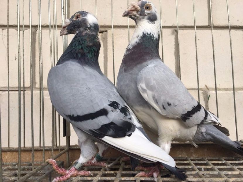 585975270_1_1000x700_golebie-staropolskie-lipsko - V--Album ORIENTATIV 1