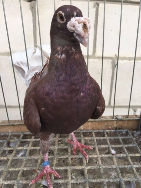 586025228_1_1000x700_golebie-staropolskie-lipsko - V--Album ORIENTATIV 1