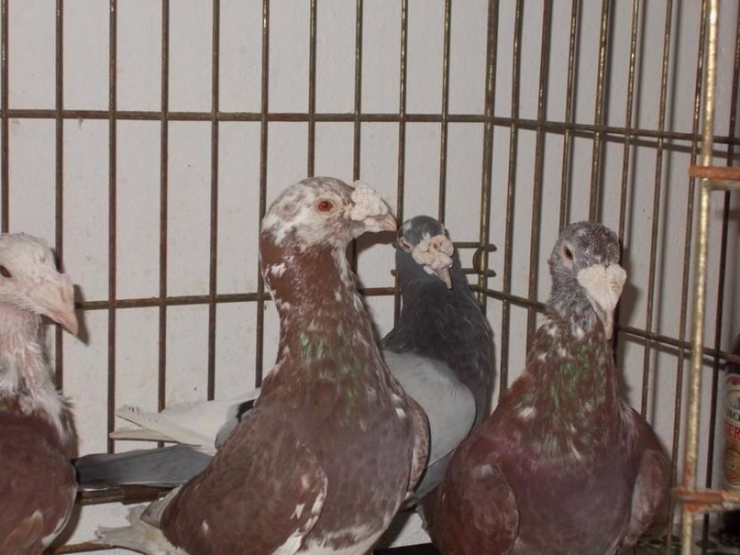 589933808_1_1000x700_golebie-staropolski-staropolskie-konin - V--Album ORIENTATIV 1