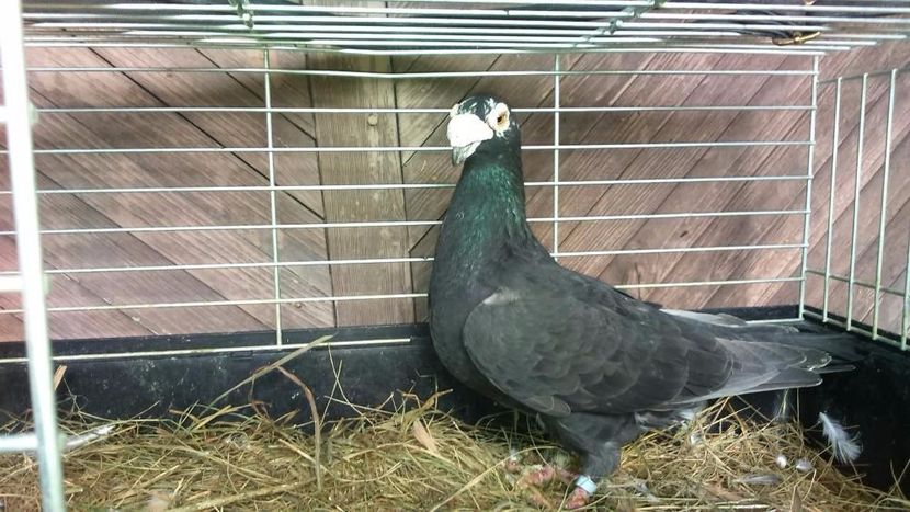 590025168_2_1000x700_golebie-staropolskie-czarny-samiec-2011r-dodaj-zdjecia_rev003 - V--Album ORIENTATIV 1