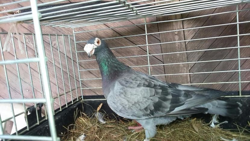 590026500_2_1000x700_golebie-staropolskie-samica-dodaj-zdjecia_rev004 - V--Album ORIENTATIV 1