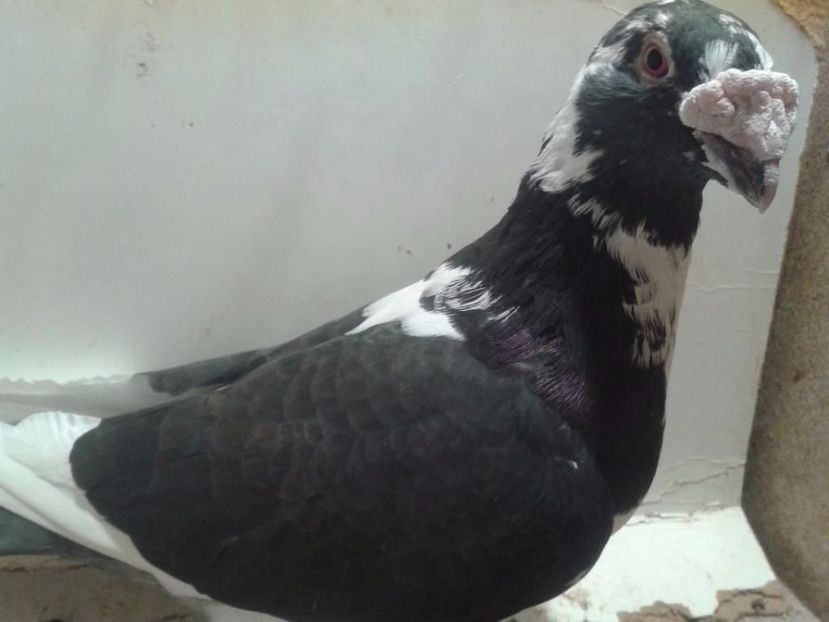 597126999_6_1000x700_golebie-staropolskie- - V--Album ORIENTATIV 1