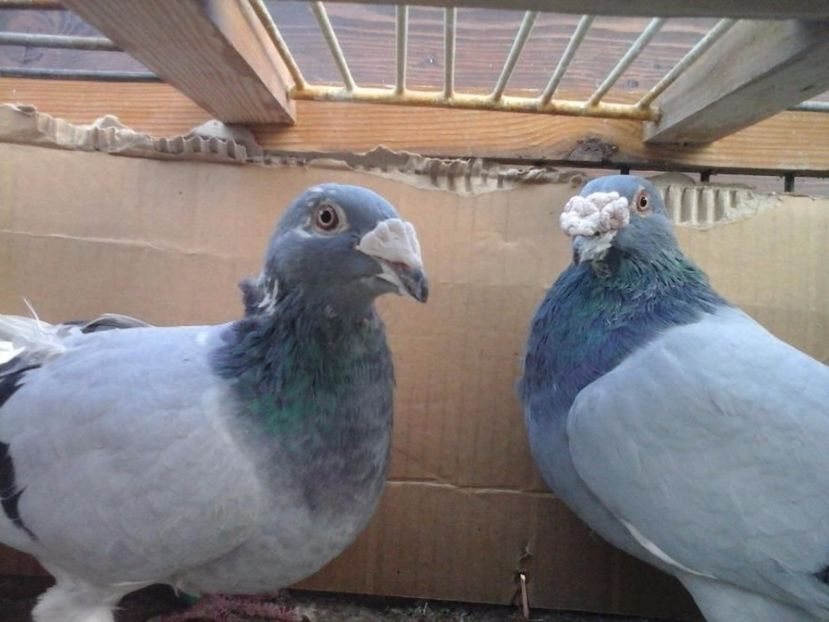 597649917_4_1000x700_golebie-staropolskie-para-2016r-zwierzeta - V--Album ORIENTATIV 1