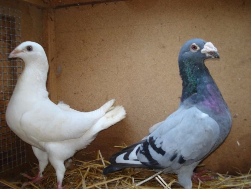 597909613_1_1000x700_golebie-staropolskie-leszno - V--Album ORIENTATIV 1