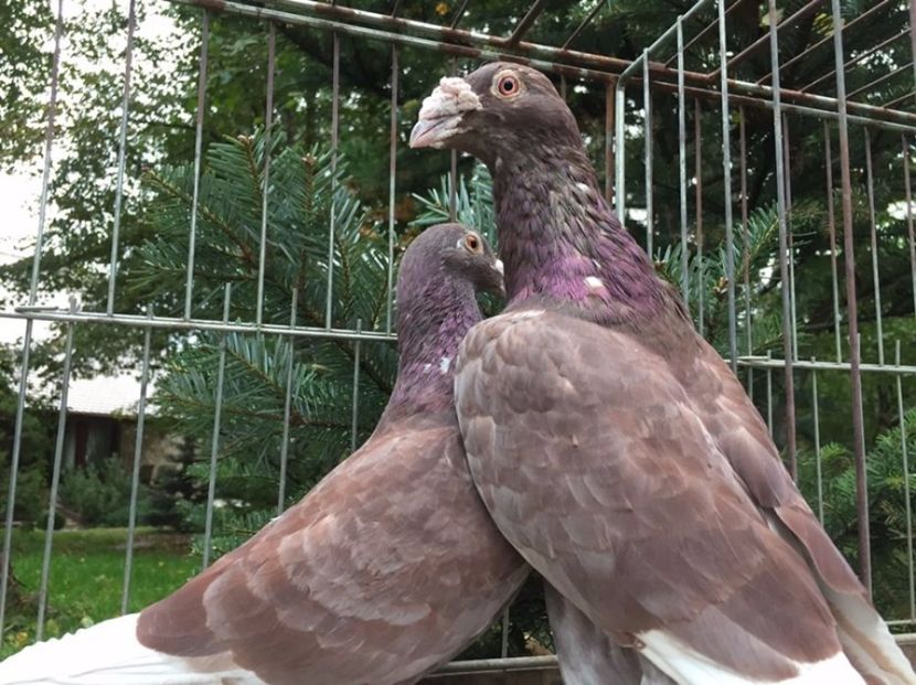 599774385_3_1000x700_golebie-staropolskie-ptaki - V--Album ORIENTATIV 1