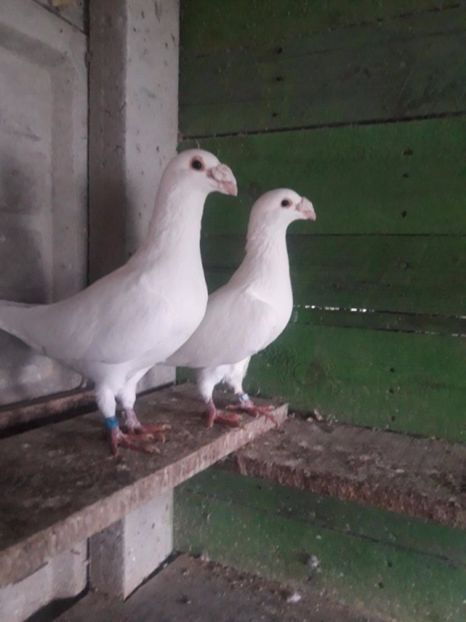 601600351_1_1000x700_golebie-staropolskie-biale-ostrow-wielkopolski_rev006 - V--Album ORIENTATIV 1