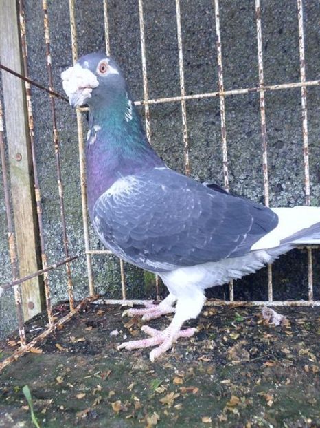 601877663_1_1000x700_staropolskie-gorzow-wielkopolski_rev003 - V--Album ORIENTATIV 1