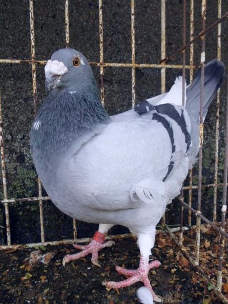 601886077_2_1000x700_staropolskie-dodaj-zdjecia - V--Album ORIENTATIV 1