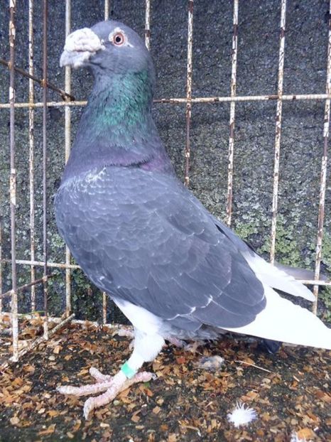 601890181_1_1000x700_staropolskie-gorzow-wielkopolski - V--Album ORIENTATIV 1