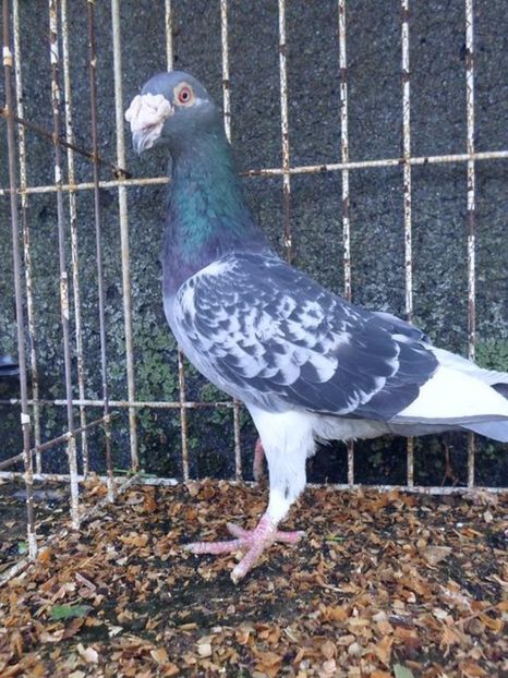 601900907_1_1000x700_staropolskie-gorzow-wielkopolski - V--Album ORIENTATIV 1